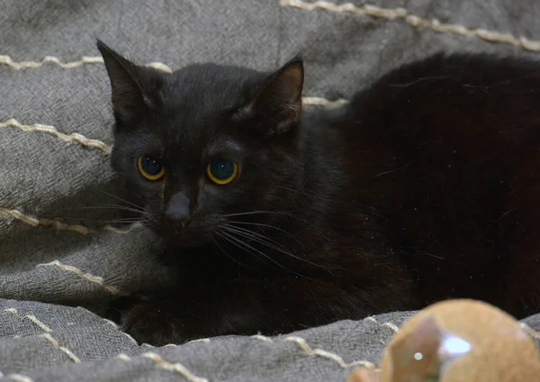 Aranyos Fekete Macska Val Sárga Szem Szürke Háttér — Stock Fotó
