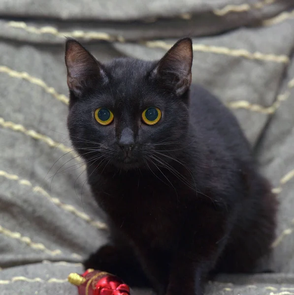 Schattig Zwart Kat Met Gele Ogen Een Grijze Achtergrond — Stockfoto