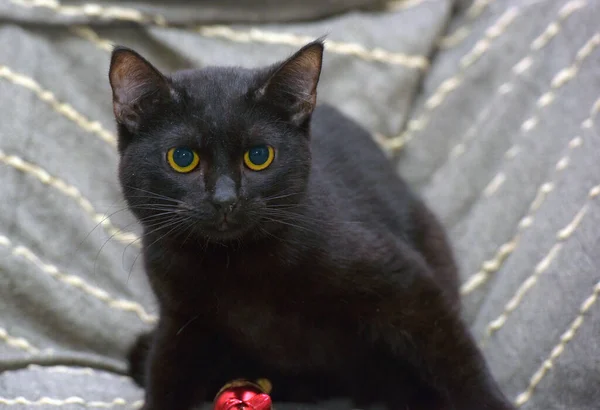 Słodkie Czarny Kot Żółty Oczy Szary Tło — Zdjęcie stockowe