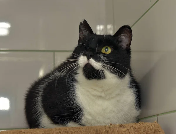 Gato Blanco Negro Solo Ojo Discapacitado Refugio Animales — Foto de Stock