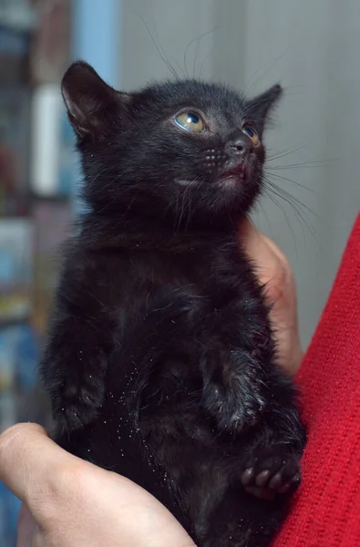 Bonito Assustado Preto Gatinho Mãos Perto — Fotografia de Stock