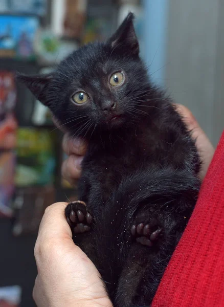 Bonito Assustado Preto Gatinho Mãos Perto — Fotografia de Stock