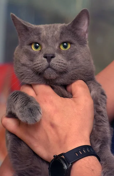 Grijs Britse Kat Met Groene Ogen Handen — Stockfoto