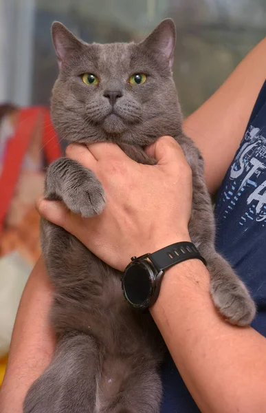 手に緑の目をしたグレーのイギリス猫 — ストック写真