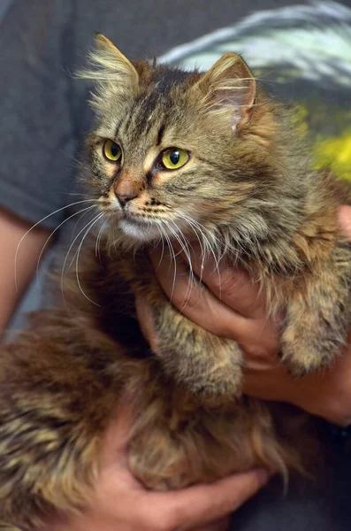 Cokelat Berbulu Siberian Kucing Tangan Menutup — Stok Foto