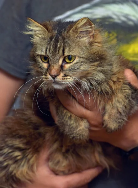 Marrón Esponjoso Siberiano Gato Manos Cerca — Foto de Stock