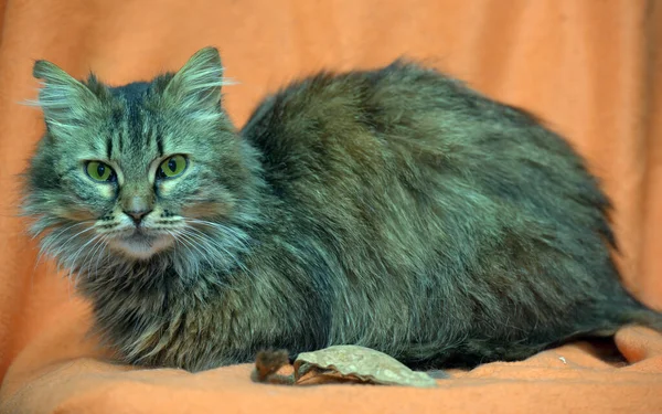 Braune Flauschige Sibirische Katze Auf Ingwer Hintergrund — Stockfoto
