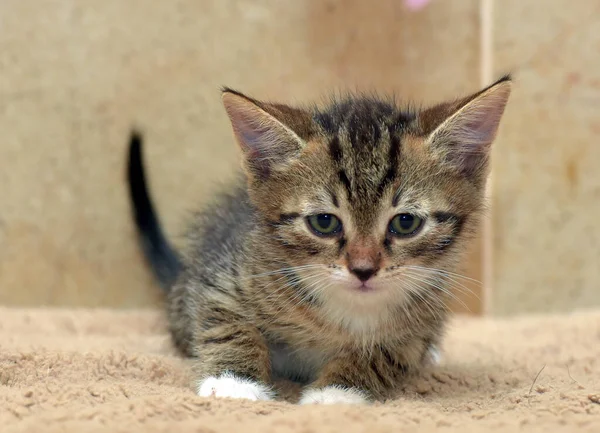 Klein Schattig Bruin Wit Tabby Kitten — Stockfoto