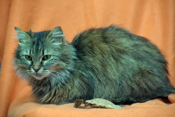 Коричневий Пухнастий Сибірський Кіт Імбирному Фоні — стокове фото