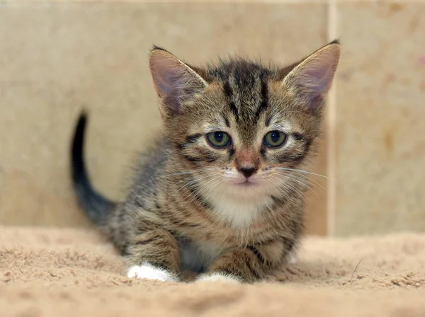 Little Cute Brown White Tabby Kitten — 스톡 사진