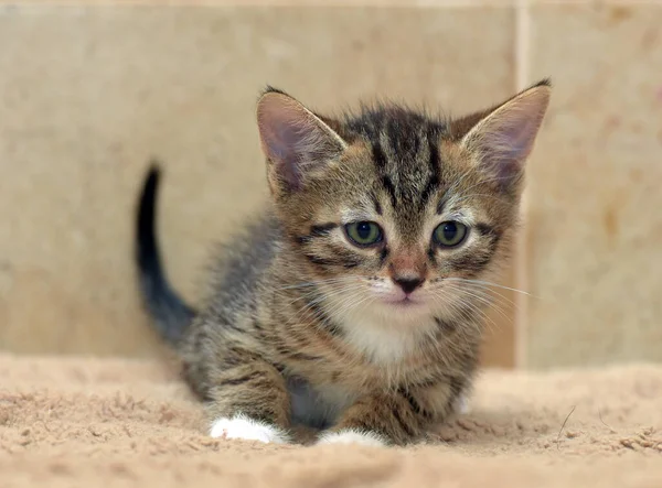 Klein Schattig Bruin Wit Tabby Kitten — Stockfoto