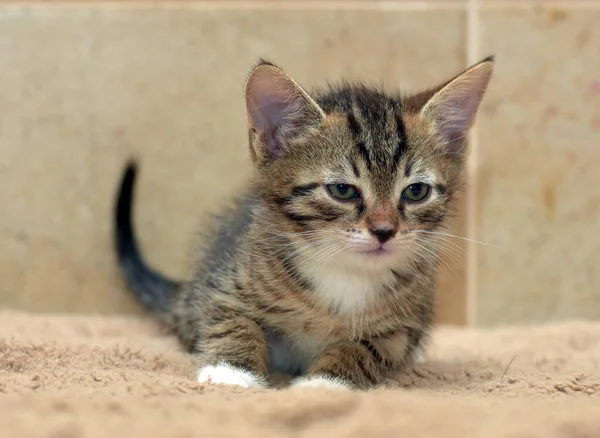 Little Cute Brown White Tabby Kitten — Stock Photo, Image