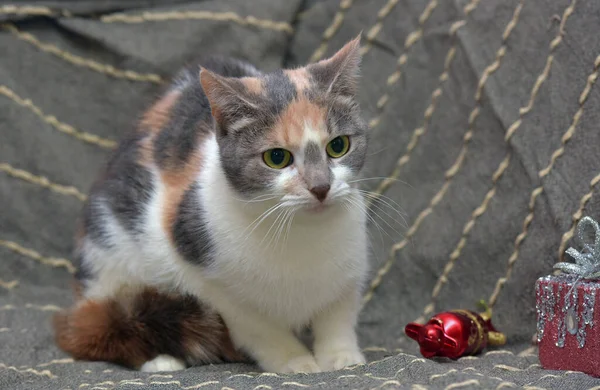 Gatto Tricolore Con Bianco Rosso Grigio Sfondo Grigio — Foto Stock