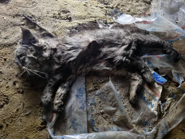 Cadáver Marchito Gatito Sótano Fotos de stock libres de derechos