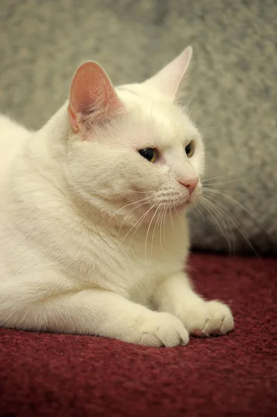 Όμορφη Μεγάλη Λευκή Παχουλή Γάτα Στον Καναπέ — Φωτογραφία Αρχείου