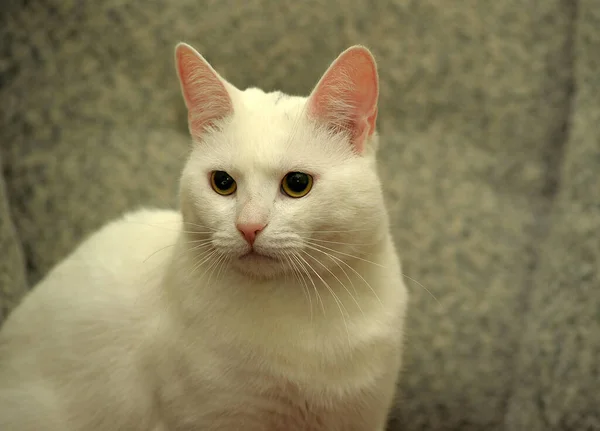 Beautiful Big White Plump Cat Sofa — Stock Photo, Image