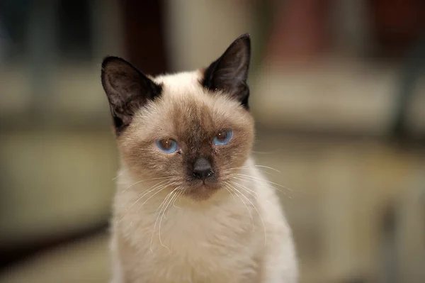 Young Thai Cat Blue Eyes Sits — Fotografia de Stock