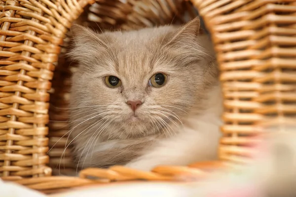 고양이와 아름다운 복숭아 — 스톡 사진