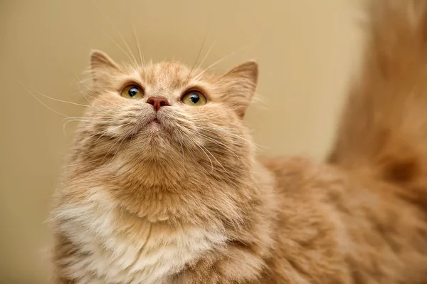 Beautiful Big Fluffy Peach White Cat — Fotografia de Stock