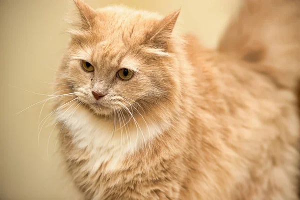 Hermoso Gran Melocotón Esponjoso Con Gato Blanco —  Fotos de Stock