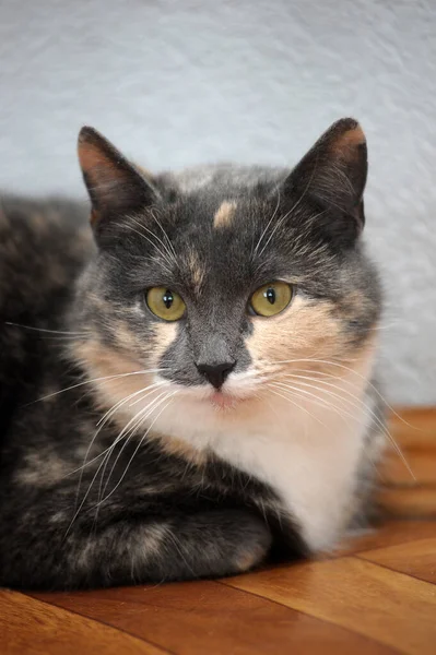 グレー 桃の猫と美しい三色 — ストック写真