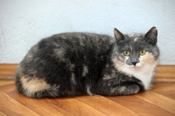 Hermoso Tricolor Con Blanco Gris Melocotón Gato — Foto de Stock