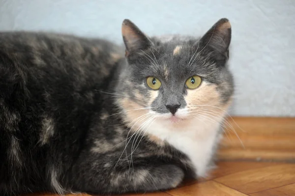 Beau Tricolore Avec Chat Blanc Gris Pêche — Photo