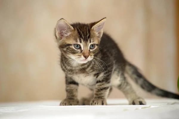 Schattig Nieuwsgierig Bruin Tabby Kitten Close — Stockfoto