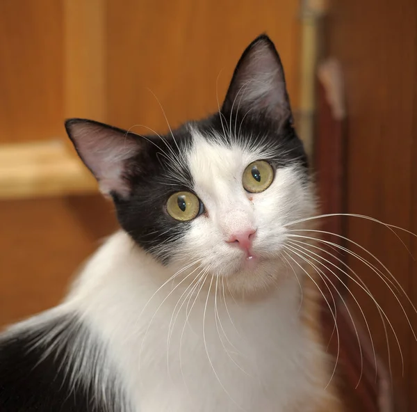 Beautiful Black White Cat Long Mustaches — Stock Photo, Image