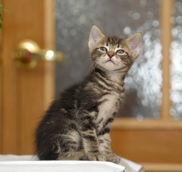 Cute Curious Brown Tabby Kitten Close — Fotografia de Stock