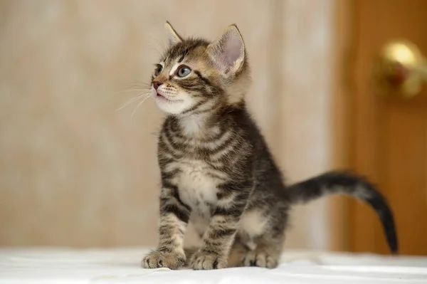 Cute Curious Brown Tabby Kitten Close — Fotografia de Stock