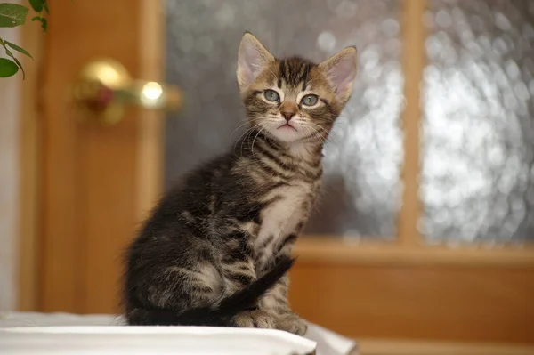 Schattig Nieuwsgierig Bruin Tabby Kitten Close — Stockfoto