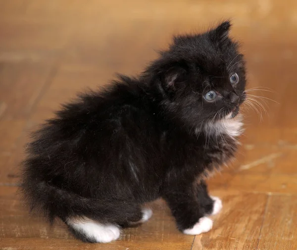 Little Cute Black White Fluffy Kitten — Fotografia de Stock