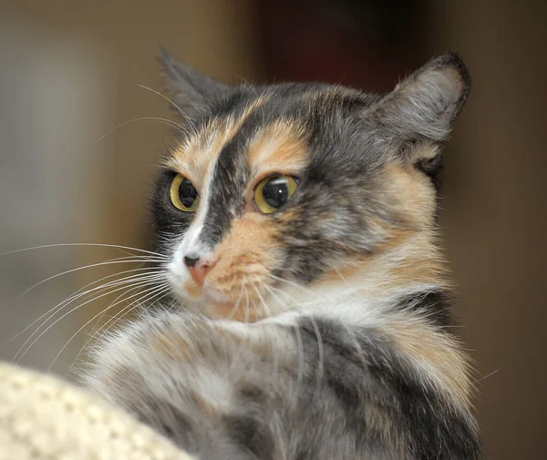 グレー 桃の猫と美しい三色 — ストック写真