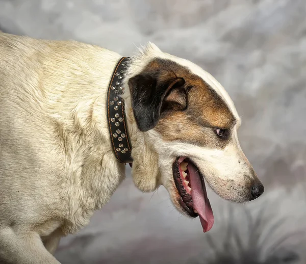 Big Good Natured White Red Black Dog — Stock Photo, Image