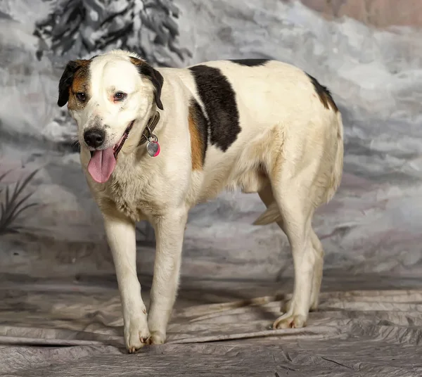 Большой Добродушный Белый Красно Черной Собакой — стоковое фото