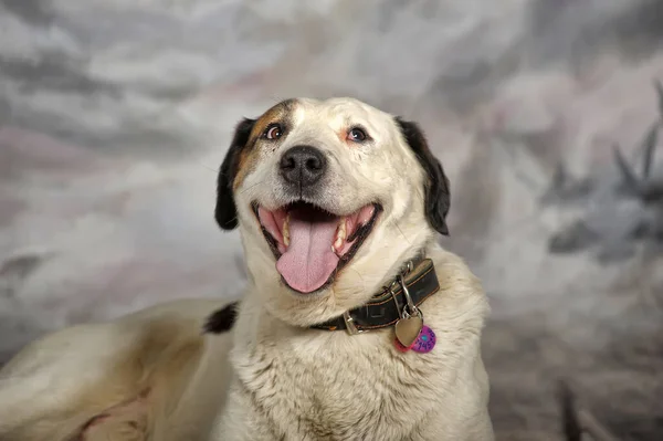 Big Good Natured White Red Black Dog — Stock Photo, Image