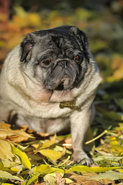 Brown Pug Autumn Park Close — Stockfoto