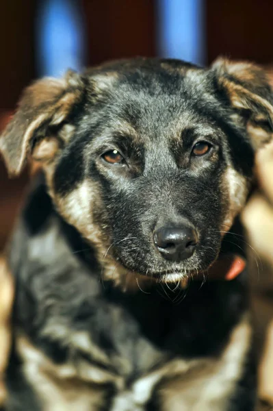 Cachorro Perro Pastor Mestizo Sobre Fondo Madera Foto —  Fotos de Stock