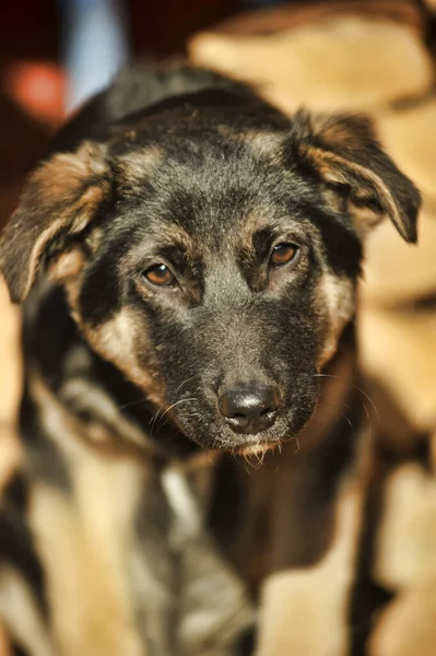 Puppy Mestizo Shepherd Dog Wooden Background Photo — Stock Photo, Image