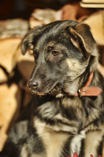 Puppy Mestizo Shepherd Dog Wooden Background Photo — Stock Photo, Image