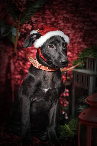 Cute Black Mestizo Puppy Wearing Christmas Hat — Stock Photo, Image