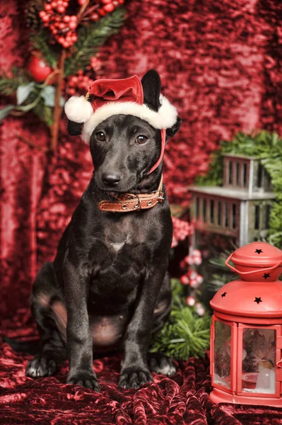 Cute Black Mestizo Puppy Wearing Christmas Hat — Fotografia de Stock