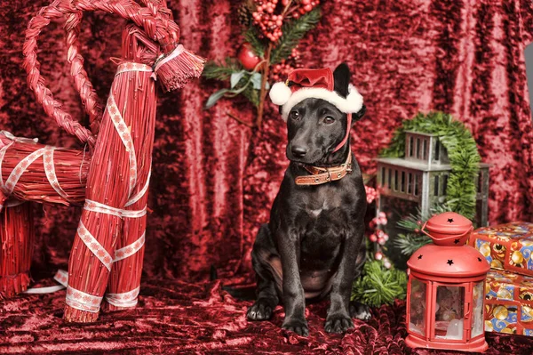 Cute Black Mestizo Puppy Wearing Christmas Hat — Foto Stock