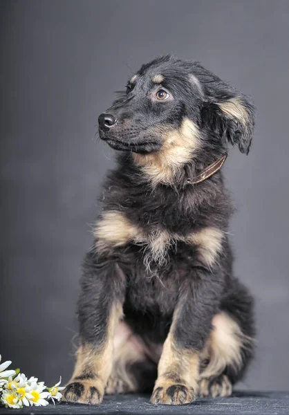 Preto Bege Fofo Filhote Cachorro Mgrel Perto — Fotografia de Stock