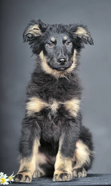 Black Beige Fluffy Puppy Mongrel Close — Stockfoto