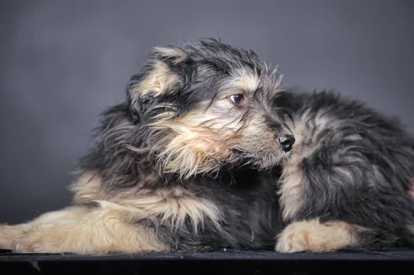 Black Beige Fluffy Puppy Mongrel Close — Stockfoto