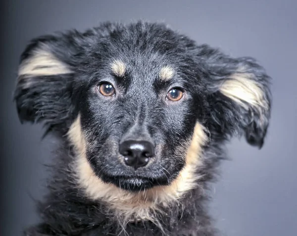 Preto Bege Fofo Filhote Cachorro Mgrel Perto — Fotografia de Stock