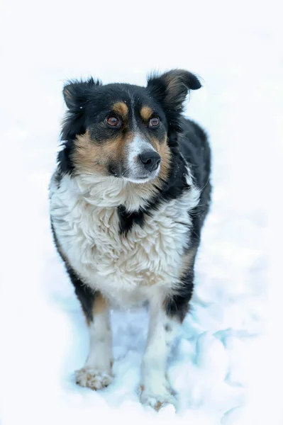 冬の雪の中の小さな三色のモングレル犬 — ストック写真