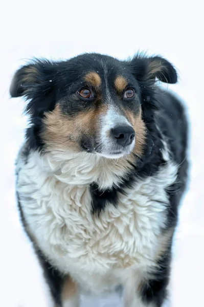 Small Tricolor Mongrel Dog Snow Winter — Fotografia de Stock